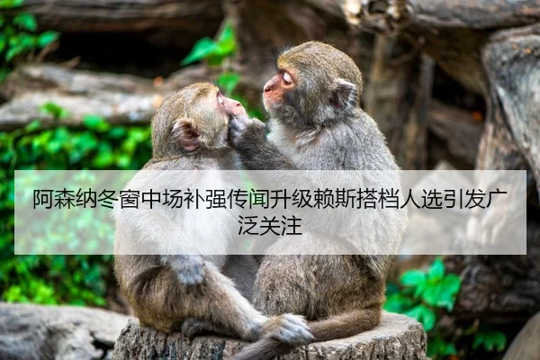 阿森纳冬窗中场补强传闻升级赖斯搭档人选引发广泛关注